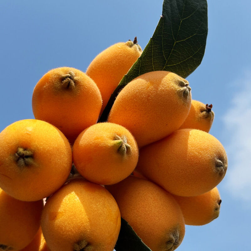 老欉枇杷 - 特選 550g x 2盤（經濟箱裝）, , hi-res image number null